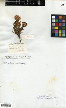 Type specimen at Edinburgh (E). Gillies, John: 123. Barcode: E00322696.
