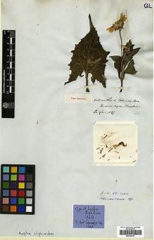 Type specimen at Edinburgh (E). Tweedie, John: . Barcode: E00322757.