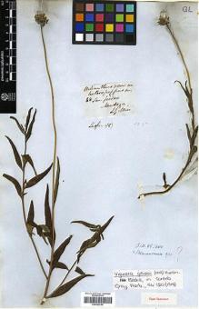 Type specimen at Edinburgh (E). Gillies, John: 68. Barcode: E00322799.