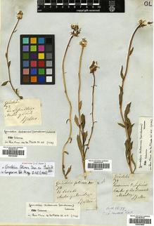 Type specimen at Edinburgh (E). Gillies, John: 74. Barcode: E00322810.