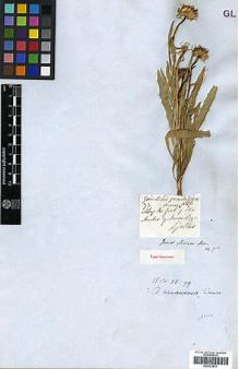 Type specimen at Edinburgh (E). Gillies, John: 73. Barcode: E00322811.