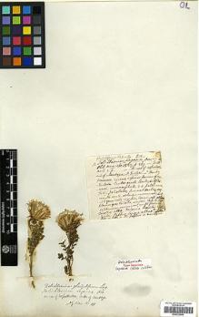 Type specimen at Edinburgh (E). Gillies, John: 10. Barcode: E00322890.