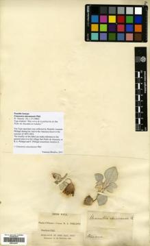 Type specimen at Edinburgh (E). Philippi, Rodulfo: . Barcode: E00322897.
