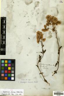 Type specimen at Edinburgh (E). Tweedie, John: . Barcode: E00322899.