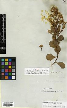 Type specimen at Edinburgh (E). Tweedie, John: . Barcode: E00322915.