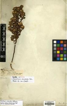 Type specimen at Edinburgh (E). Bertero, Carlo: 832. Barcode: E00322992.
