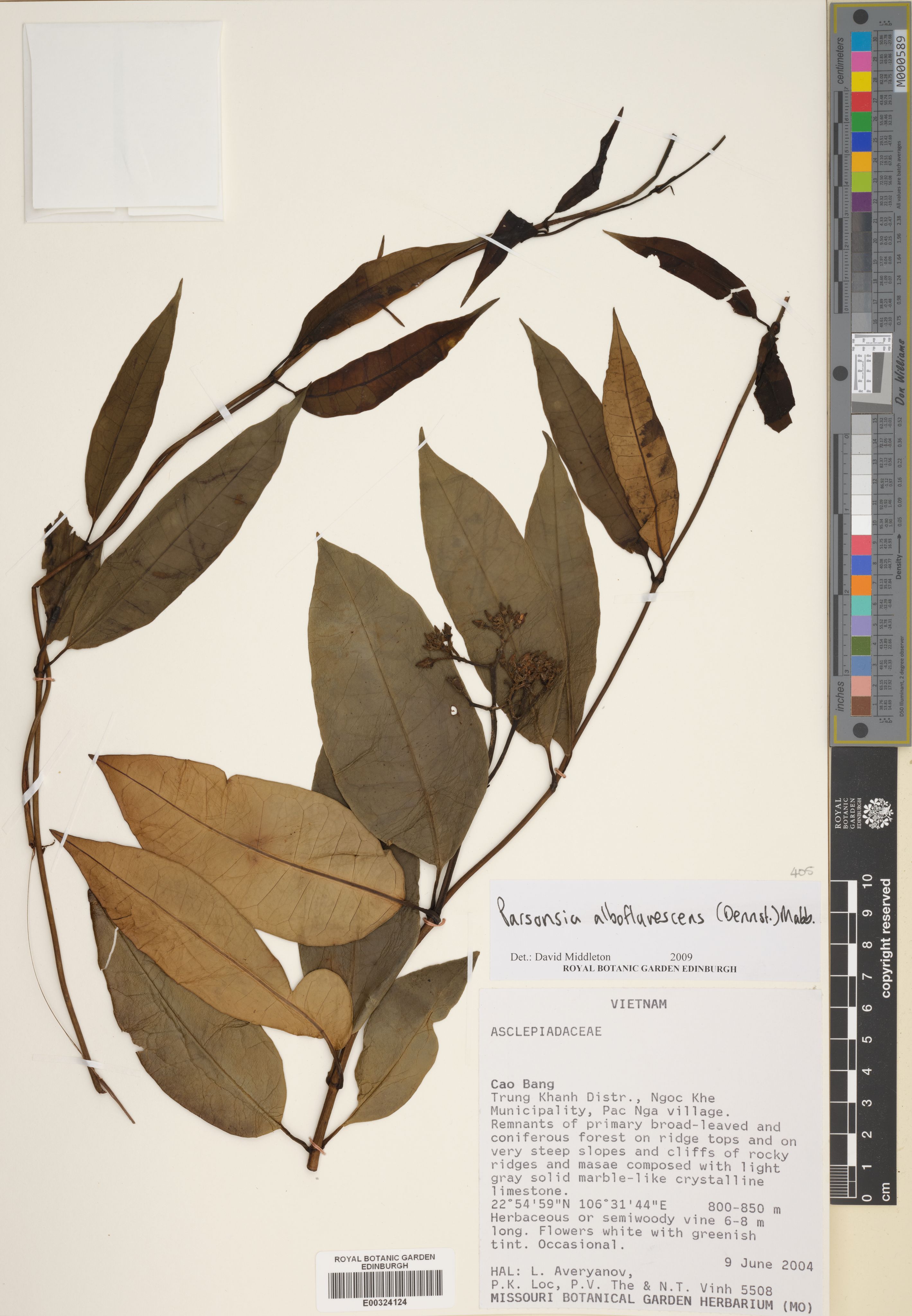 Parsonsia alboflavescens — ảnh 3