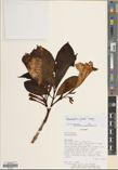 Beaumontia pitardii — ảnh 3