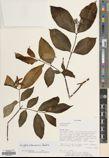 Wrightia sikkimensis — ảnh 3