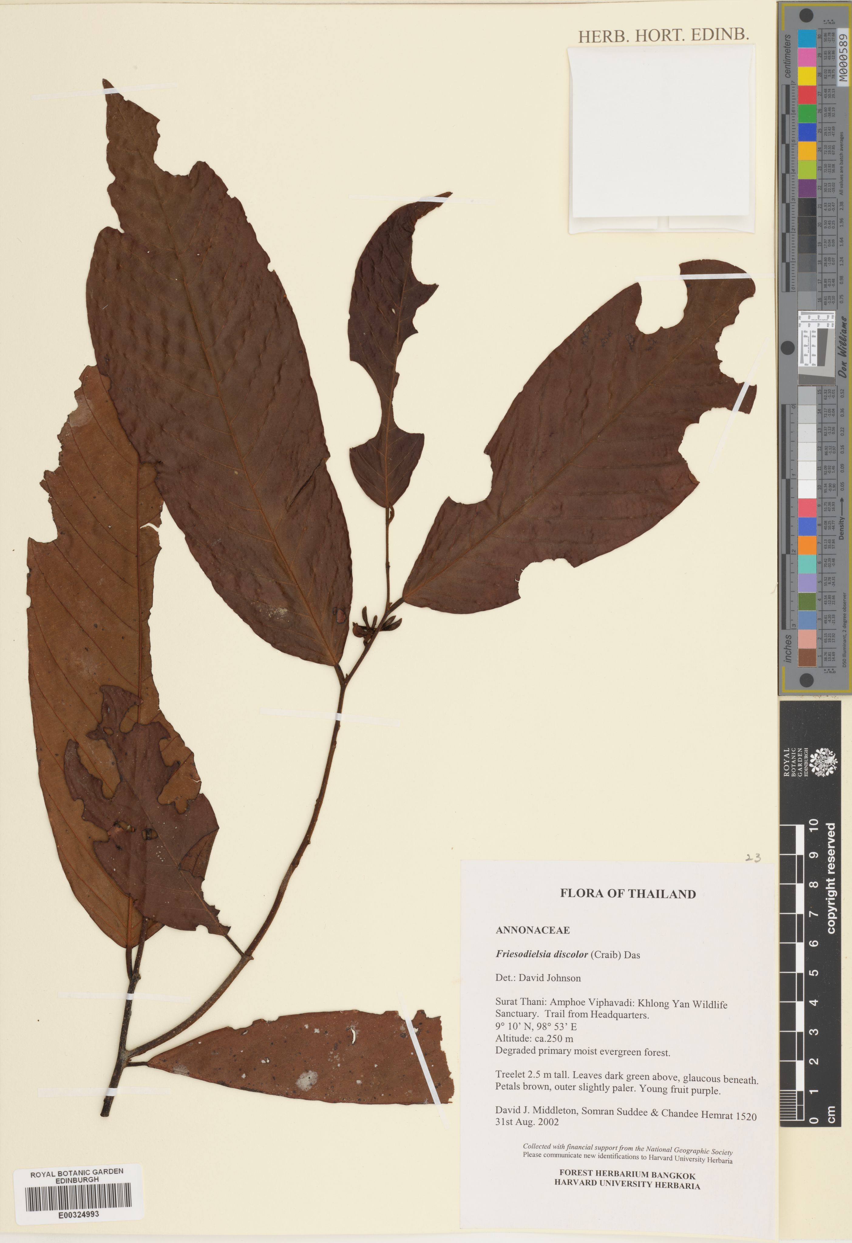 Friesodielsia discolor (Friesodielsia discolor)