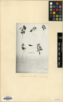 Type specimen at Edinburgh (E). Aucher-Eloy, Pierre: 2308. Barcode: E00325503.