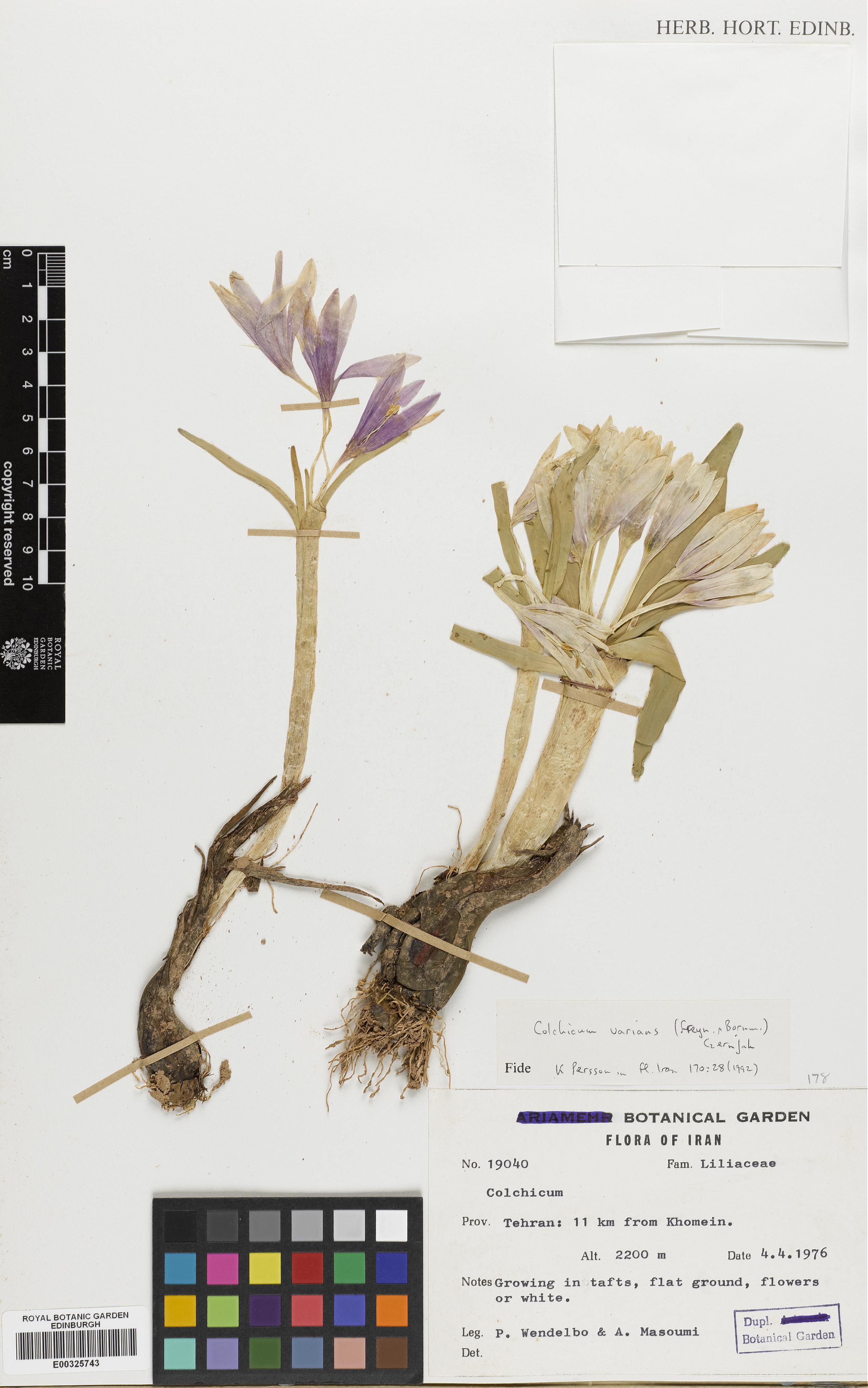 Colchicum varians