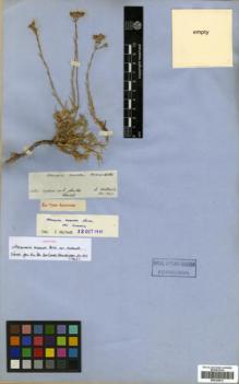 Type specimen at Edinburgh (E). Von Heldreich, Theodor: . Barcode: E00326013.