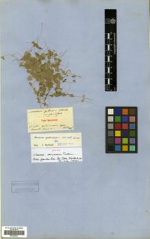 Type specimen at Edinburgh (E). Von Heldreich, Theodor: . Barcode: E00326027.