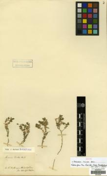 Type specimen at Edinburgh (E). Boissier, Pierre: . Barcode: E00326028.