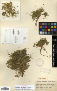Type specimen at Edinburgh (E). Davis, Peter; Dodds, J.; Çetik, R.: 20130. Barcode: E00326029.