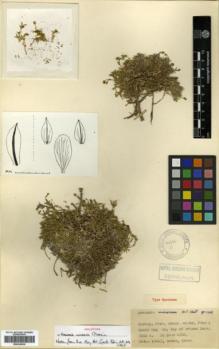 Type specimen at Edinburgh (E). Davis, Peter; Dodds, J.; Çetik, R.: 19413. Barcode: E00326030.