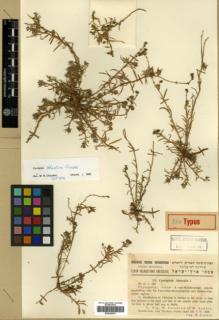 Type specimen at Edinburgh (E). Eig, Alexander; Zohary, Michael; Feinbrun, Naomi: 236. Barcode: E00326035.