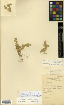 Type specimen at Edinburgh (E). Davis, Peter: 18413. Barcode: E00326037.