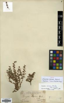 Type specimen at Edinburgh (E). Parry, Charles; Palmer, Edward: 65. Barcode: E00326039.