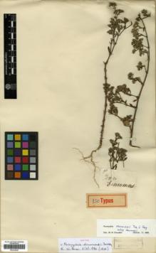 Type specimen at Edinburgh (E). Drummond, Thomas: 93. Barcode: E00326040.