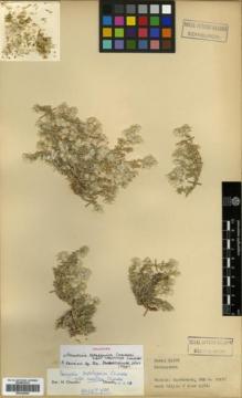Type specimen at Edinburgh (E). Davis, Peter: 21686. Barcode: E00326045.