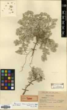 Type specimen at Edinburgh (E). Stainton, John; Henderson, Douglas: 5489. Barcode: E00326050.