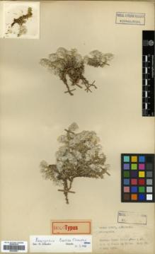 Type specimen at Edinburgh (E). Davis, Peter; Polunin, Oleg: 22565. Barcode: E00326051.