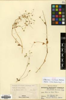 Type specimen at Edinburgh (E). Purpus, Carl: 1653. Barcode: E00326058.