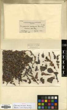 Type specimen at Edinburgh (E). Purpus, Carl: 4526. Barcode: E00326061.