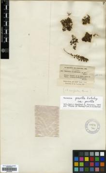 Type specimen at Edinburgh (E). Balansa, Benedict: 689. Barcode: E00326066.