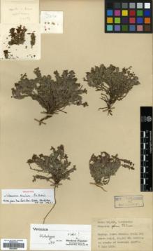 Type specimen at Edinburgh (E). Davis, Peter; Polunin, Oleg: 22496. Barcode: E00326067.