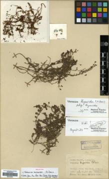 Type specimen at Edinburgh (E). Davis, Peter; Polunin, Oleg: 22886. Barcode: E00326068.