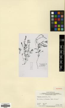 Type specimen at Edinburgh (E). Miller, Philip: 1768. Barcode: E00326070.