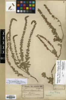 Type specimen at Edinburgh (E). Sintenis, Paul: 900. Barcode: E00326071.