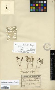 Type specimen at Edinburgh (E). Sintenis, Paul: 129. Barcode: E00326075.