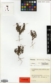 Type specimen at Edinburgh (E). Rechinger, Karl: 10334. Barcode: E00326079.