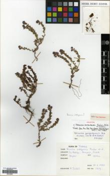 Type specimen at Edinburgh (E). Sumbul, Hüseyin: 1819. Barcode: E00326080.