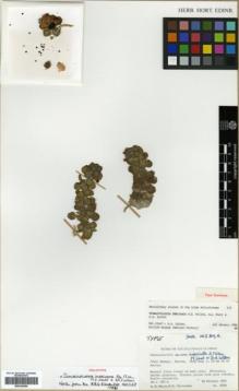 Type specimen at Edinburgh (E). Miller, Anthony G. & Whitcombe, R.: 2804. Barcode: E00326090.