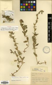 Type specimen at Edinburgh (E). Davis, Peter; Hedge, Ian: D. 29111. Barcode: E00326091.