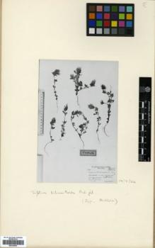 Type specimen at Edinburgh (E). Samuelsson, Gunnar: 5812. Barcode: E00326093.