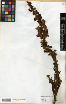 Type specimen at Edinburgh (E). Blanchet, Jacques: 2586. Barcode: E00326101.