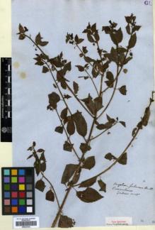 Type specimen at Edinburgh (E). Gardner, George: 1087. Barcode: E00326102.