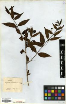 Type specimen at Edinburgh (E). Gardner, George: 2268. Barcode: E00326105.