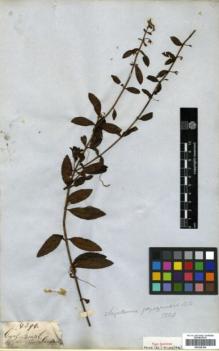 Type specimen at Edinburgh (E). Gardner, George: 4296. Barcode: E00326106.