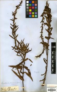 Type specimen at Edinburgh (E). Gardner, George: 1086. Barcode: E00326107.