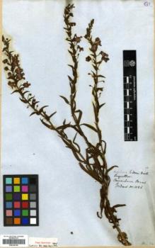 Type specimen at Edinburgh (E). Gardner, George: 1086. Barcode: E00326109.