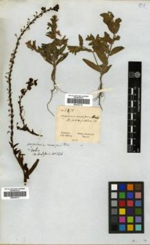 Type specimen at Edinburgh (E). Gardner, George: 2271. Barcode: E00326110.