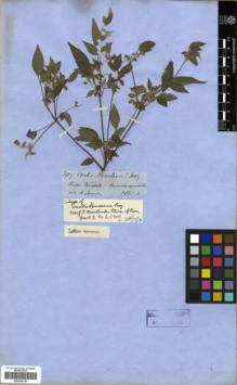Type specimen at Edinburgh (E). Spruce, Richard: 3919. Barcode: E00326116.