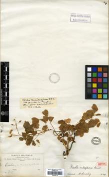 Type specimen at Edinburgh (E). Bang, Miguel: 315. Barcode: E00326118.